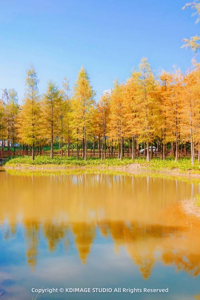 深圳秋日限定：三处落羽杉秘境，邂逅南国绚烂之季