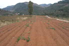 岑巩县客楼镇白家坝村：桃园管护正当时 剪枝塑形促丰收图片