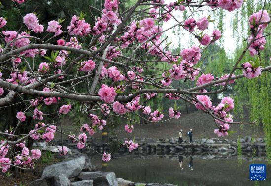 圆明园第三十一届踏青节开幕