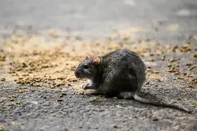 “和小猫差不多大”！英国伯明翰街头老鼠泛滥图片