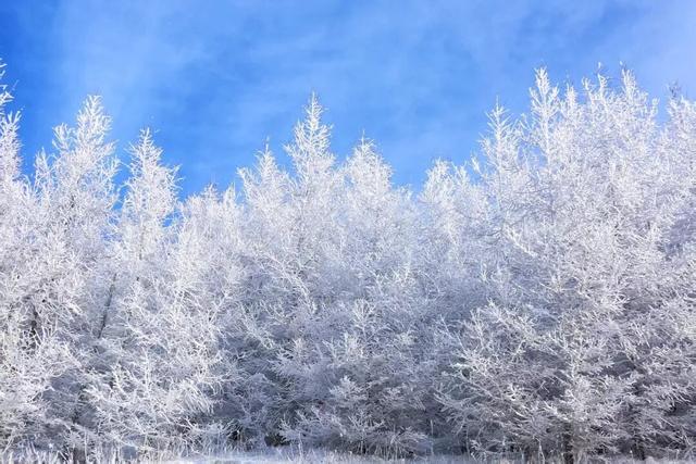 学习强国 | 河北崇礼：桦皮岭上雾凇美