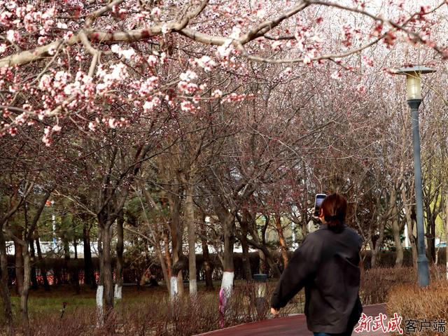 组图丨武威天马湖畔：踏春赏景赴约春天正当时