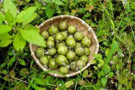 保山昌宁凉拌多依果，酸爽一口鲜图片