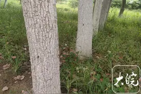 “六安上千棵树木被钉钉子”后续：目前已基本拔除图片