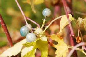 沂蒙乡间的野果子图片