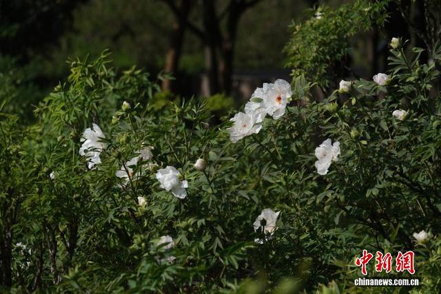 河南洛阳牡丹初绽