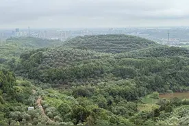 巴适得很！丰收节里寻农味儿 “金堂橄榄油”免费领图片