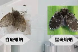 这种小飞虫携带多种致病微生物，常常在家里这几个地方出现图片