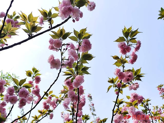 雨过天晴春光盛 鹤鸣洲樱花绽放引游人