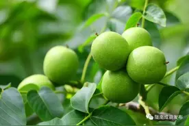 秋天的陇南，也太好吃了吧！图片