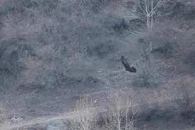 猛禽之王！“80后”摄影师在康定拍到甘孜“州鸟”金雕，系国家一级保护动物图片