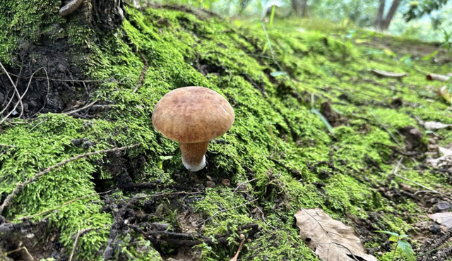 假期新点子,进山捡菌子