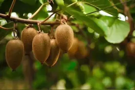 周至猕猴桃 鲜甜自有道图片