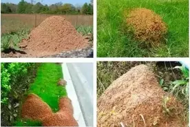 遇到这种小土堆，请远离！佛山每年都有人因它入院！图片