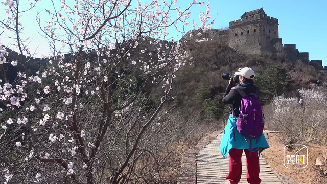 花开河北·经济绽放 | 万里长城＋万亩杏花，金山岭的“花期流量”藏不住了