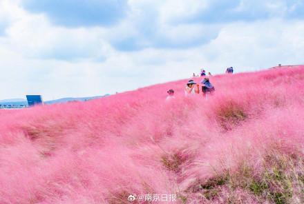 这样的浪漫花海，真的不来看看？