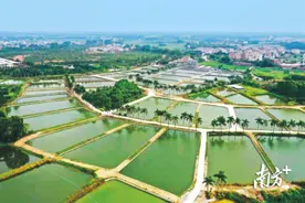 茂南罗非鱼：“一条鱼”的产业蝶变之路图片