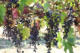 （外代二线）霉菌威胁法国西南部葡萄园图片