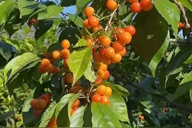 四川首批樱桃红了，网上预售开启，预计4月初上市 农户：受降雪影响成熟期比去年推迟图片