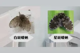 繁衍速度快、90%以上家里都有，这种“虫子”不要用手拍！图片