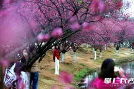 组图｜红梅报春图片