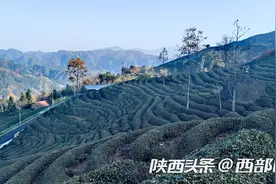 陕西勉县：“荒坡”变“茶山” 茶叶变身小河庙村“金叶子”图片