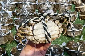 大闸蟹上市了？别急，最让人流口水的那一口还要等一下图片