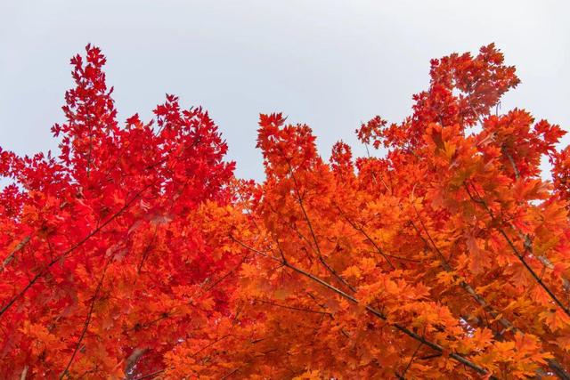藏不住了！攒了整个秋天的北医美景，立冬前全部分享！