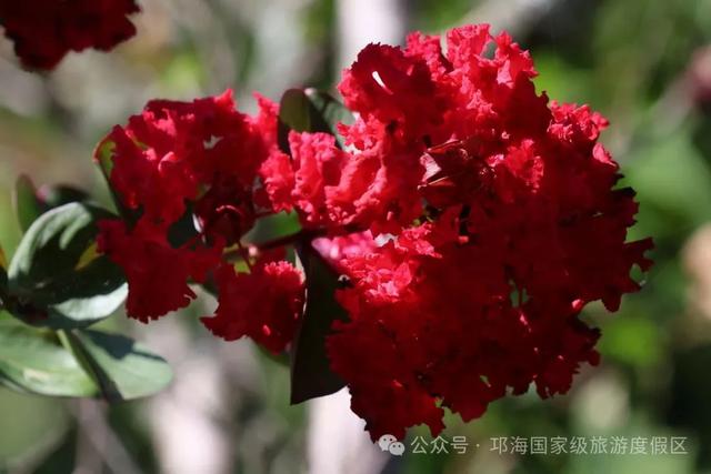 繁花似锦 | 邛海紫薇花开缀满枝头,百日浪漫尽在眼前