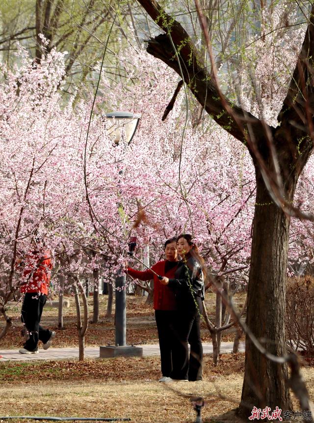 组图丨武威天马湖畔：踏春赏景赴约春天正当时