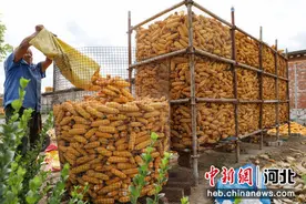 河北滦南：金秋玉米喜丰收图片