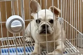 春节“超长假期”上门“喂猫遛狗” 有兼职者收入近万元图片