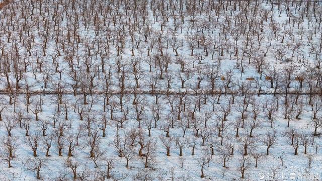 山东乐陵：雪落枣城美如画
