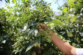 荣昌无刺花椒“出海记”图片