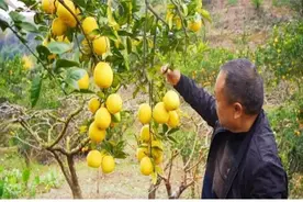 【地方食闻】四川金堂：打造农业产业新样板 黄金果变“致富果”图片