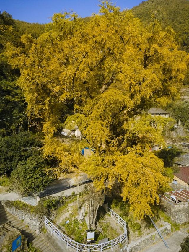 Hi走奉化② | 这条小众赏秋路线，藏有古树群“天花板”！