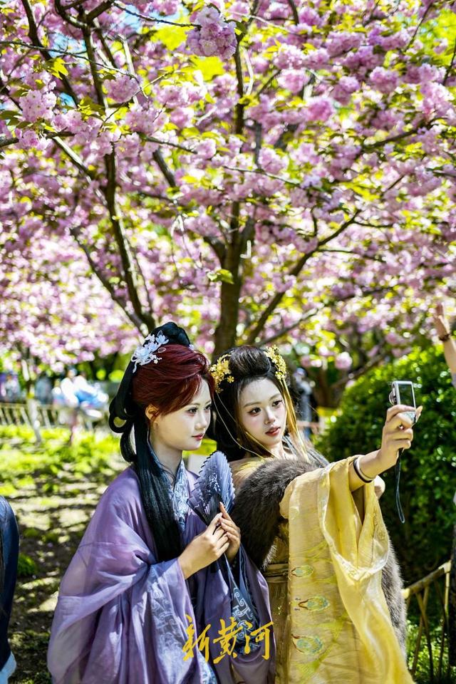 泉畔晚樱盛放，“樱花雨”引爆打卡潮