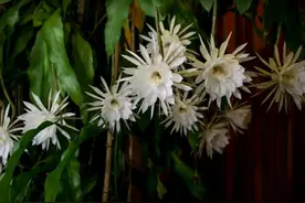 如何让优雅的昙花常驻家里？丨小叶子有“花”招图片