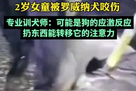 专业训犬师谈女童被罗威纳犬咬伤：可能是狗的应激反应，扔东西能转移它的注意力图片