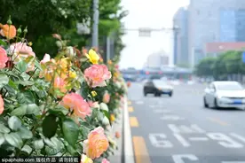 北京市花盛开！去这些地方赏浪漫花海——图片