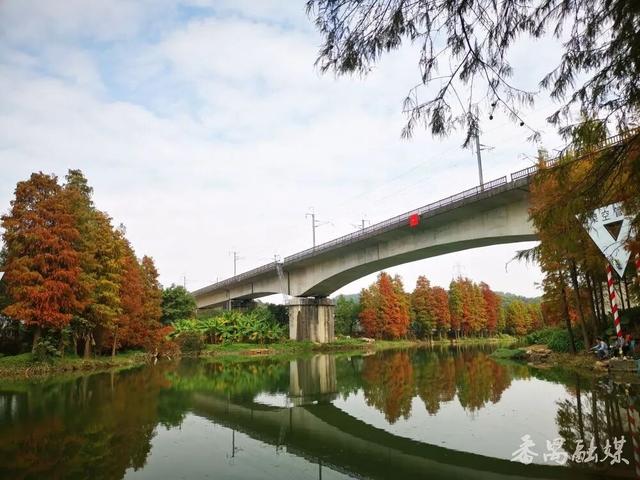 番禺区龙湾涌：落羽杉染金霞 水岸冬韵入画来