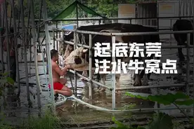 暗访调查｜起底东莞注水牛窝点：活牛插管灌水入胃，流入正规屠宰场视频封面
