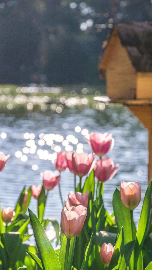 冬樱花、梅花、郁金香、虞美人......昆明最全赏花攻略请查收