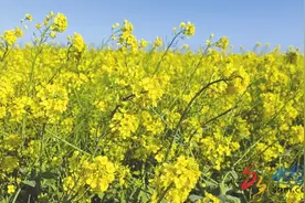莱州城港路街道探索出特色鲜明的乡村振兴路径图片