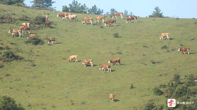 来云南旅居吧丨腾冲秋游草原正当时