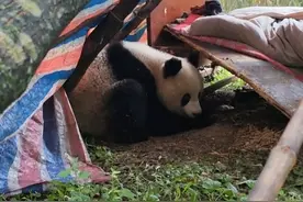 西安一野生大熊猫跑到村民家睡觉，厚畛子镇政府：其背部有伤，已被救助中心接走治疗图片