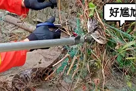 2条约60斤巨蟒惊现养鸡场！图片