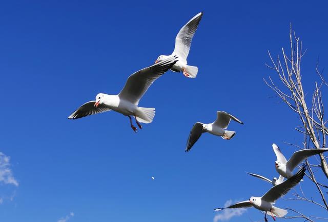来昆观鸥！这样不堵！