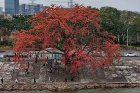 木棉花就是佛山人的春天搭子！（附汤谱）图片