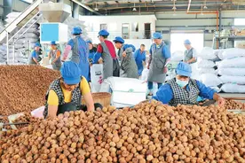 漾濞县着力壮大特色产业——小核桃越吃越香图片